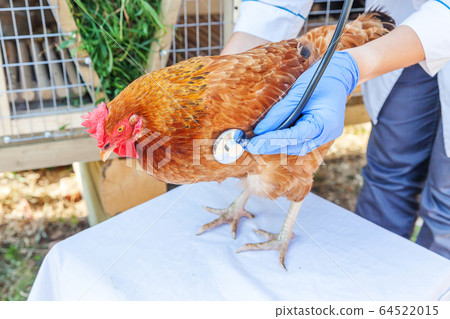Veterinarian with stethoscope holding and Veterinarian with stethoscope holding and 64522015