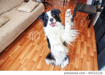 Stay home. Funny portrait of smilling puppy dog Stay home. Funny portrait of smilling puppy dog 64522120