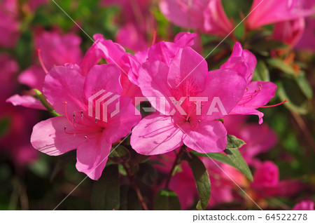 Satsuki azalea Satsuki azalea 64522278