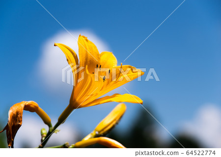 Blue Sky and Nikko Kishge 64522774