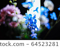 Delphinium 64523281