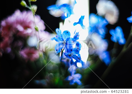 Delphinium Delphinium 64523281