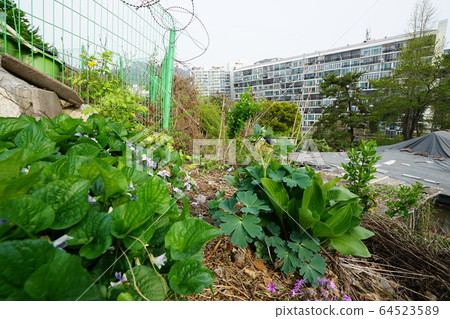 城北區正陵洞春天的花朵 64523589