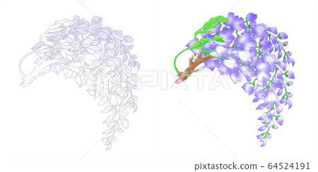 紫藤花 白色背景 插圖素材 圖庫