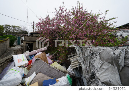 城北區正陵洞春天的花朵 城北區正陵洞春天的花朵 64525051