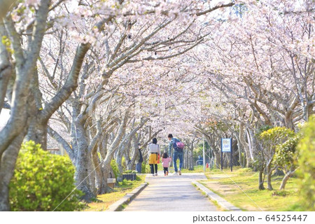 櫻花與家庭風景的春天公園 櫻花與家庭風景的春天公園 64525447