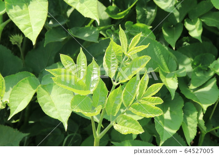 Udo離開了 64527005