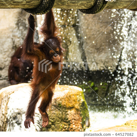 Young orangutan hanging and playing in a zoo 64527082