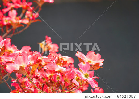 淺紅色的山茱flowers花開在花園和灰色背景 64527098