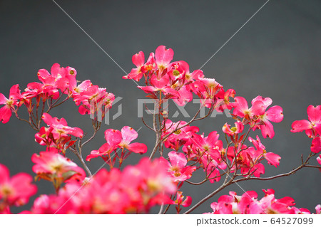 山茱wood花開在花園裡 山茱wood花開在花園裡 64527099