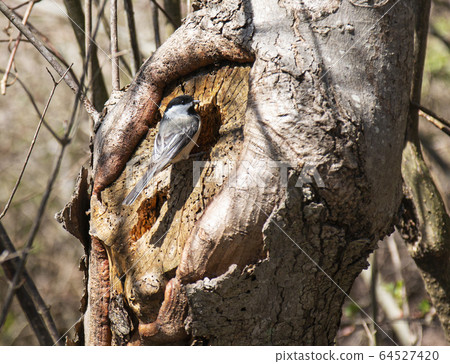 Black-capped chickadee bird perched on a whole in 64527420