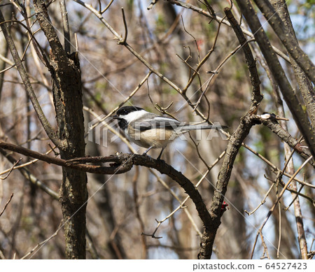 Black-capped chickadee on a branch 64527423