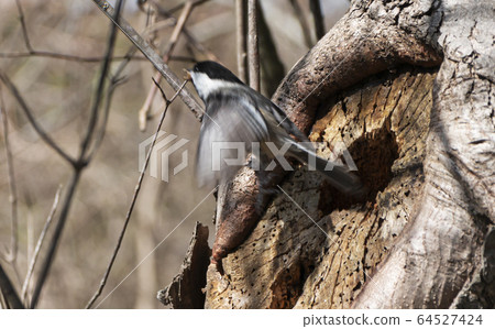 Black-capped chickadee bird flying out of a hole 64527424