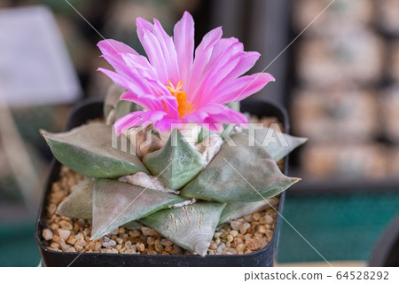 Succulents or cactus flower in desert botanical garden for decoration and agriculture design. 64528292