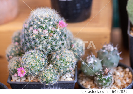Succulents or cactus in desert botanical garden for decoration and agriculture design. 64528293