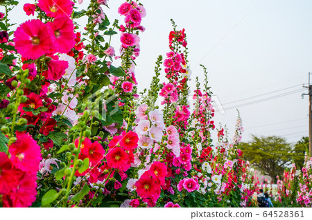 菜花，彰化mar菜花季節，貝尼一I，成熟的花，麻婆花，惠比壽，惠井葵，惠比壽葵，五花 64528361