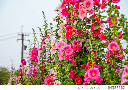 菜花，彰化mar菜花季節，貝尼一I，成熟的花，麻婆花，惠比壽，惠井葵，惠比壽葵，五花 64528362