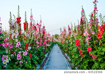 菜花，彰化mar菜花季節，貝尼一I，成熟的花，麻婆花，惠比壽，惠井葵，惠比壽葵，五花 64528366