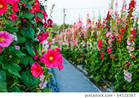 菜花,彰化mar菜花季節,貝尼一I,成熟的花,麻婆花,惠比壽,惠井葵,惠比壽葵,五花 菜花,彰化mar菜花季節,貝尼一I,成熟的花,麻婆花,惠比壽,惠井葵,惠比壽葵,五花 64528367