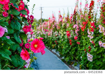 菜花,彰化mar菜花季節,貝尼一I,成熟的花,麻婆花,惠比壽,惠井葵,惠比壽葵,五花 菜花,彰化mar菜花季節,貝尼一I,成熟的花,麻婆花,惠比壽,惠井葵,惠比壽葵,五花 64528368