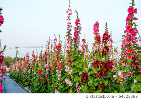 菜花,彰化mar菜花季節,貝尼一I,成熟的花,麻婆花,惠比壽,惠井葵,惠比壽葵,五花 菜花,彰化mar菜花季節,貝尼一I,成熟的花,麻婆花,惠比壽,惠井葵,惠比壽葵,五花 64528369