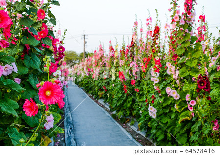 菜花，彰化mar菜花季節，貝尼一I，成熟的花，麻婆花，惠比壽，惠井葵，惠比壽葵，五花 64528416
