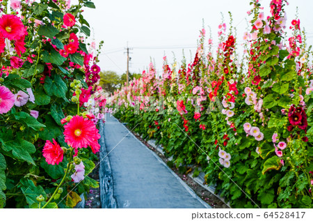 菜花，彰化mar菜花季節，貝尼一I，成熟的花，麻婆花，惠比壽，惠井葵，惠比壽葵，五花 64528417