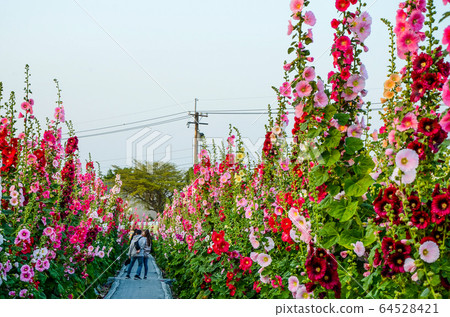 Amaranth flower, Changhua Amaranth flower season, Ichijo Beni, Ripe flower, Mapo flower, Ebisu, Woi Aoi, Ebisu Aoi, Goka Amaranth flower, Changhua Amaranth flower season, Ichijo Beni, Ripe flower, Mapo flower, Ebisu, Woi Aoi, Ebisu Aoi, Goka 64528421