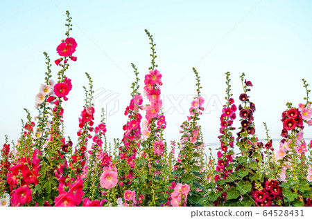 菜花,彰化mar菜花季節,貝尼一I,成熟的花,麻婆花,惠比壽,惠井葵,惠比壽葵,五花 菜花,彰化mar菜花季節,貝尼一I,成熟的花,麻婆花,惠比壽,惠井葵,惠比壽葵,五花 64528431