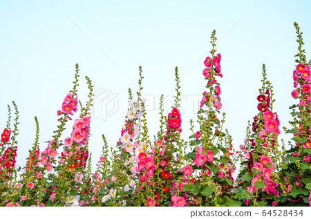 菜花,彰化mar菜花季節,貝尼一I,成熟的花,麻婆花,惠比壽,惠井葵,惠比壽葵,五花 菜花,彰化mar菜花季節,貝尼一I,成熟的花,麻婆花,惠比壽,惠井葵,惠比壽葵,五花 64528434