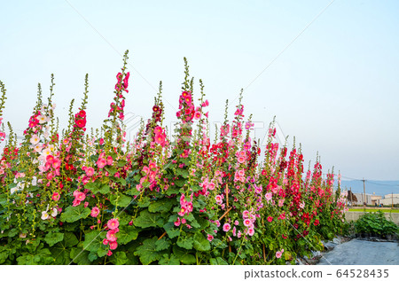 菜花，彰化mar菜花季節，貝尼一I，成熟的花，麻婆花，惠比壽，惠井葵，惠比壽葵，五花 64528435