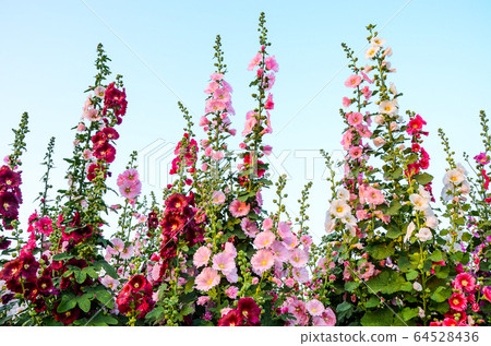 菜花，彰化mar菜花季節，貝尼一I，成熟的花，麻婆花，惠比壽，惠井葵，惠比壽葵，五花 64528436