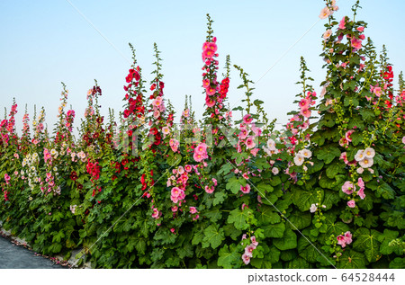 菜花，彰化mar菜花季節，貝尼一I，成熟的花，麻婆花，惠比壽，惠井葵，惠比壽葵，五花 64528444