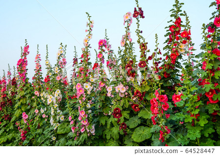 菜花,彰化mar菜花季節,貝尼一I,成熟的花,麻婆花,惠比壽,惠井葵,惠比壽葵,五花 菜花,彰化mar菜花季節,貝尼一I,成熟的花,麻婆花,惠比壽,惠井葵,惠比壽葵,五花 64528447