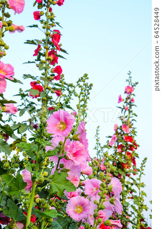 菜花，彰化mar菜花季節，貝尼一I，成熟的花，麻婆花，惠比壽，惠井葵，惠比壽葵，五花 64528449