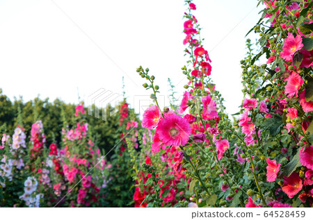 菜花,彰化mar菜花季節,貝尼一I,成熟的花,麻婆花,惠比壽,惠井葵,惠比壽葵,五花 菜花,彰化mar菜花季節,貝尼一I,成熟的花,麻婆花,惠比壽,惠井葵,惠比壽葵,五花 64528459