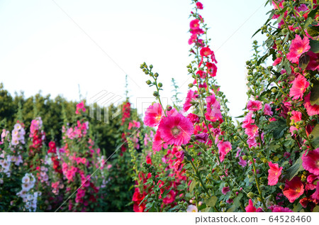 菜花,彰化mar菜花季節,貝尼一I,成熟的花,麻婆花,惠比壽,惠井葵,惠比壽葵,五花 菜花,彰化mar菜花季節,貝尼一I,成熟的花,麻婆花,惠比壽,惠井葵,惠比壽葵,五花 64528460