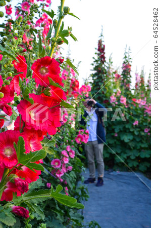 菜花，彰化mar菜花季節，貝尼一I，成熟的花，麻婆花，惠比壽，惠井葵，惠比壽葵，五花 64528462