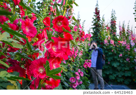 菜花,彰化mar菜花季節,貝尼一I,成熟的花,麻婆花,惠比壽,惠井葵,惠比壽葵,五花 菜花,彰化mar菜花季節,貝尼一I,成熟的花,麻婆花,惠比壽,惠井葵,惠比壽葵,五花 64528463