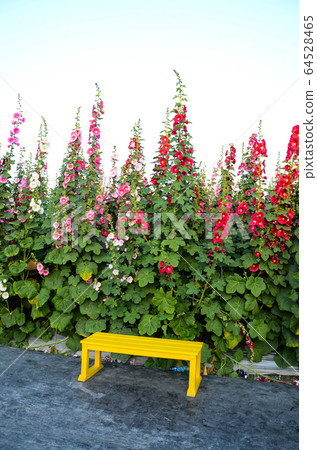 菜花，彰化mar菜花季節，貝尼一I，成熟的花，麻婆花，惠比壽，惠井葵，惠比壽葵，五花 64528465