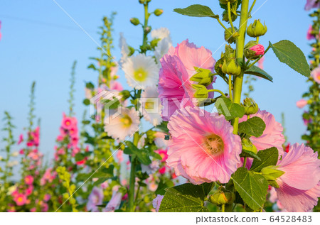 菜花，彰化mar菜花季節，貝尼一I，成熟的花，麻婆花，惠比壽，惠井葵，惠比壽葵，五花 64528483