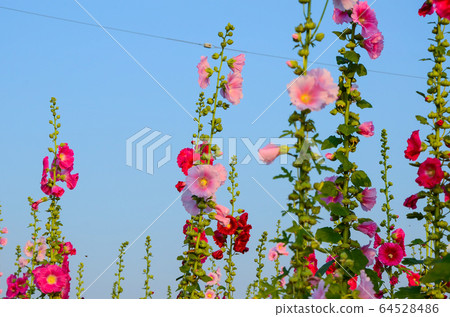 菜花,彰化mar菜花季節,貝尼一I,成熟的花,麻婆花,惠比壽,惠井葵,惠比壽葵,五花 菜花,彰化mar菜花季節,貝尼一I,成熟的花,麻婆花,惠比壽,惠井葵,惠比壽葵,五花 64528486