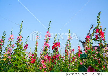菜花,彰化mar菜花季節,貝尼一I,成熟的花,麻婆花,惠比壽,惠井葵,惠比壽葵,五花 菜花,彰化mar菜花季節,貝尼一I,成熟的花,麻婆花,惠比壽,惠井葵,惠比壽葵,五花 64528488