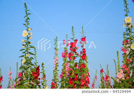 菜花，彰化mar菜花季節，貝尼一I，成熟的花，麻婆花，惠比壽，惠井葵，惠比壽葵，五花 64528494
