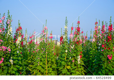 菜花，彰化mar菜花季節，貝尼一I，成熟的花，麻婆花，惠比壽，惠井葵，惠比壽葵，五花 64528499