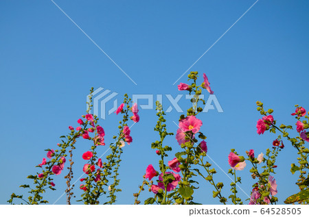 菜花，彰化mar菜花季節，貝尼一I，成熟的花，麻婆花，惠比壽，惠井葵，惠比壽葵，五花 64528505