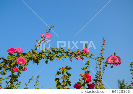 菜花,彰化mar菜花季節,貝尼一I,成熟的花,麻婆花,惠比壽,惠井葵,惠比壽葵,五花 菜花,彰化mar菜花季節,貝尼一I,成熟的花,麻婆花,惠比壽,惠井葵,惠比壽葵,五花 64528506