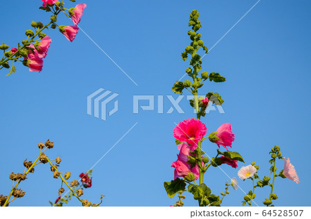 菜花，彰化mar菜花季節，貝尼一I，成熟的花，麻婆花，惠比壽，惠井葵，惠比壽葵，五花 64528507