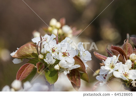 梨花 梨花 64528605