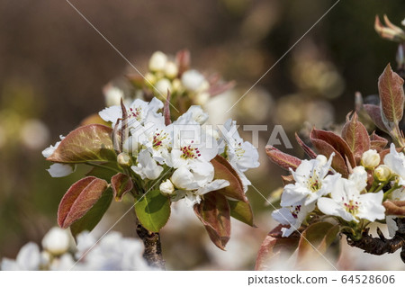 Pear flowers 64528606